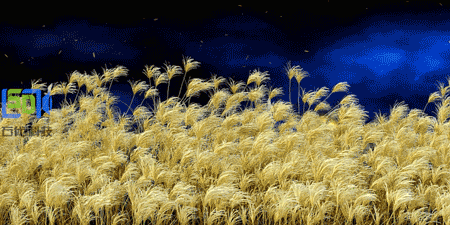 揭秘石代科技5D全息作品《花的轮回》(图3)