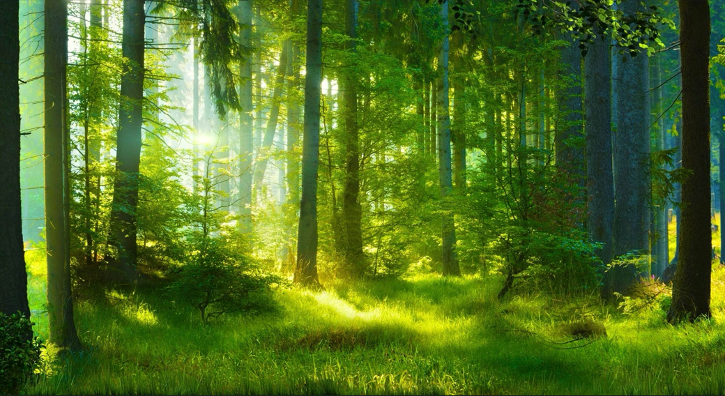 石代5D光影宴会厅：灵动自然，《绿光森林》实现极致氛围感森系婚礼   (图1)